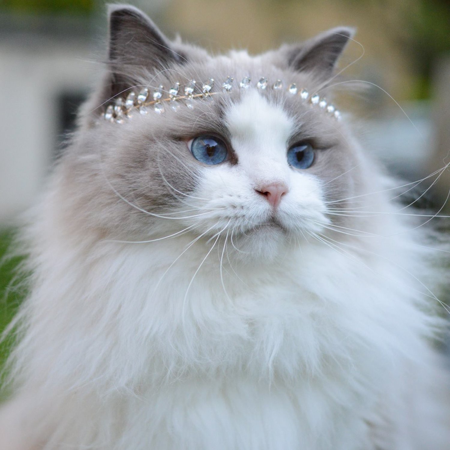 twitter.com/aurorapurr