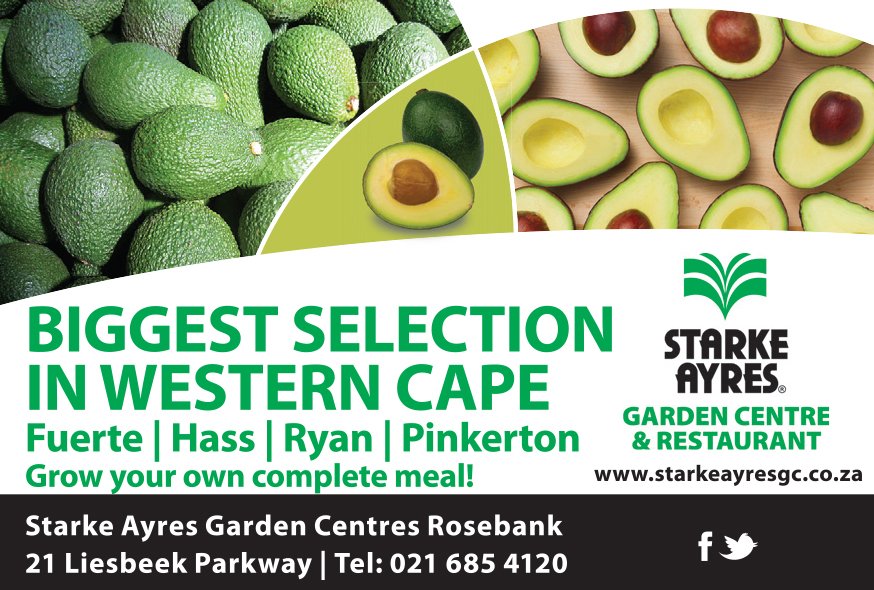 Starke Ayres Garden Centre Rosebank has the biggest selection of avocado plants on offer in WC, pop in to get yours!