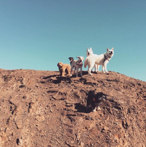 olliebearsf's tweet image. We stayed home today. #olliebeardogs #hometurf #bernalhill #sfdogs 🐶 😍