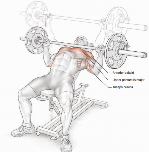 TeamFit_Clean's tweet image. Barbell incline Press

musclefitandclean.com/2016/04/15/bar…