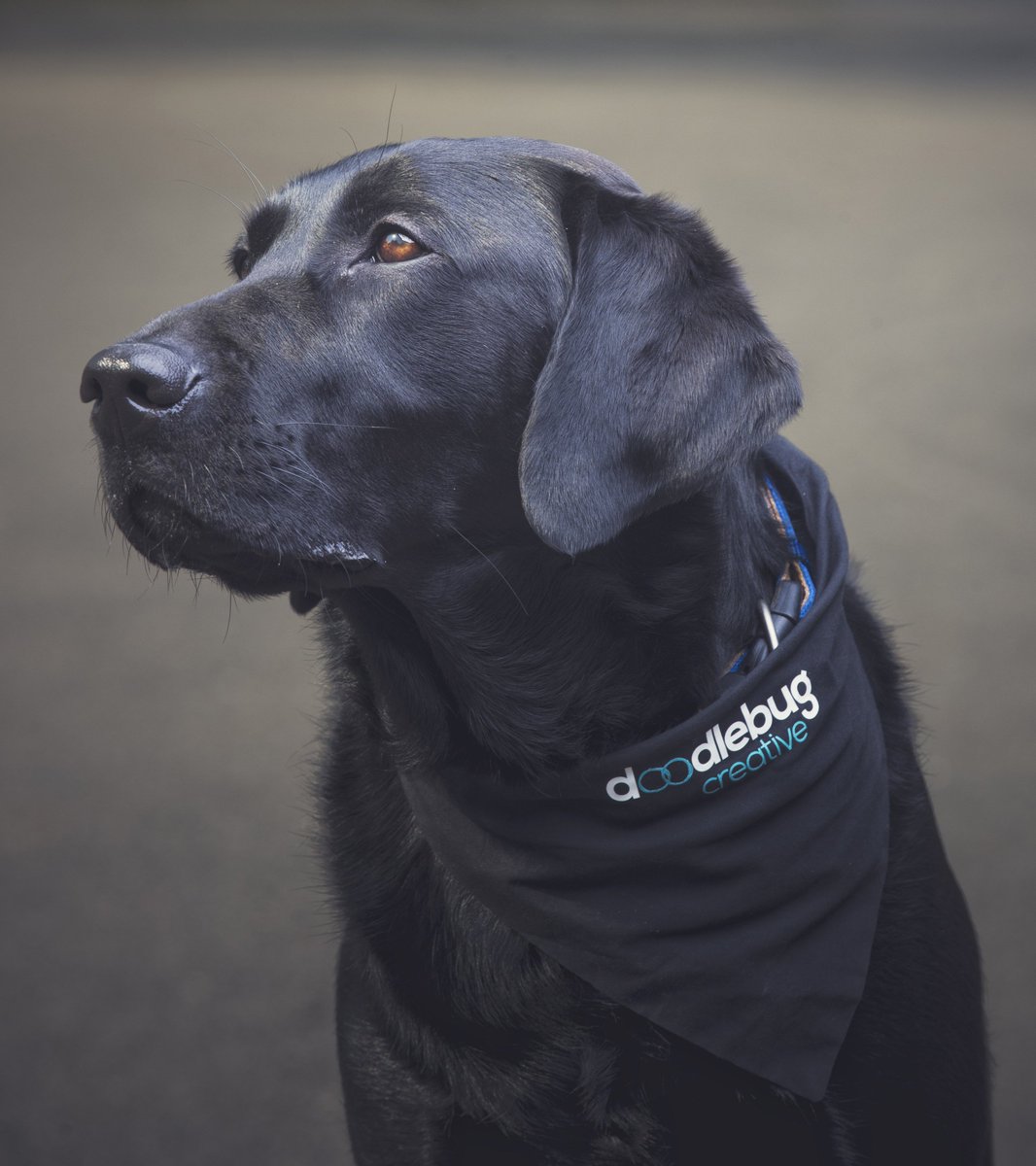 doodlebugtweets's tweet photo. We've entered #officedog Wilf into a cute pet comp give him a like if you can :) #cutelab https://t.co/P542uveHvp https://t.co/uQVgF7EZxp