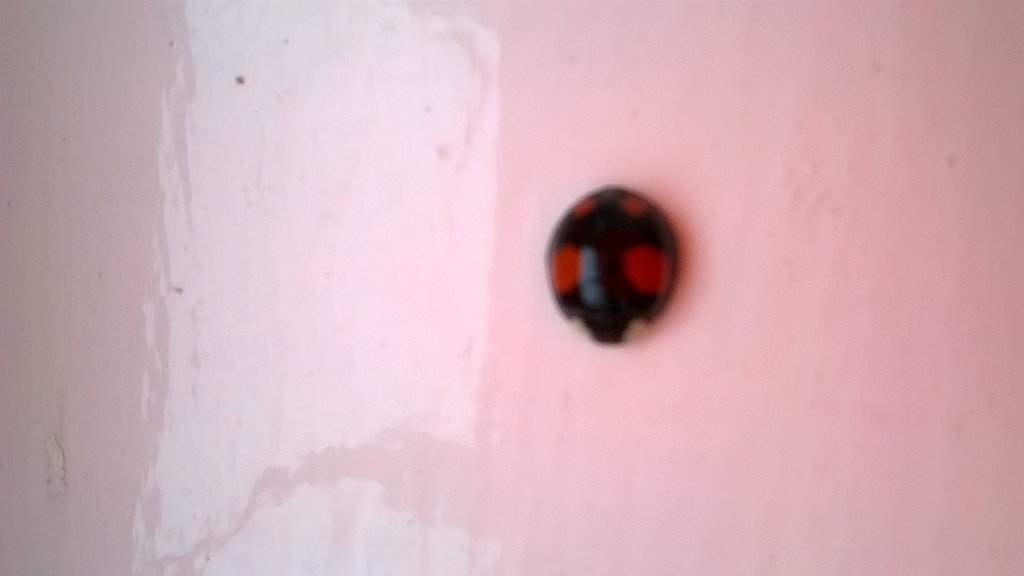 donnalouise_29's tweet image. These little sods are coming in everyday #ladybirds #prettypests