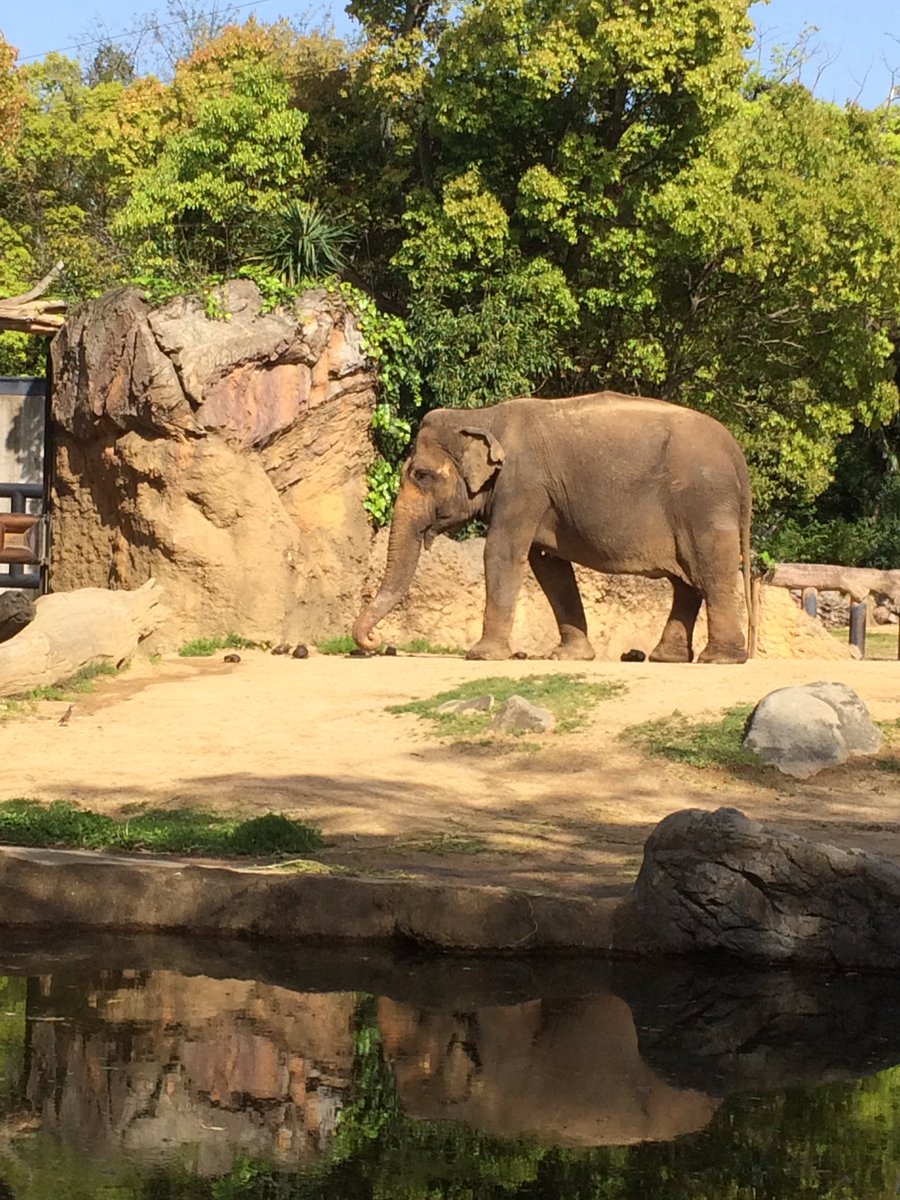 Cancelo 象供養の日 No Twitter