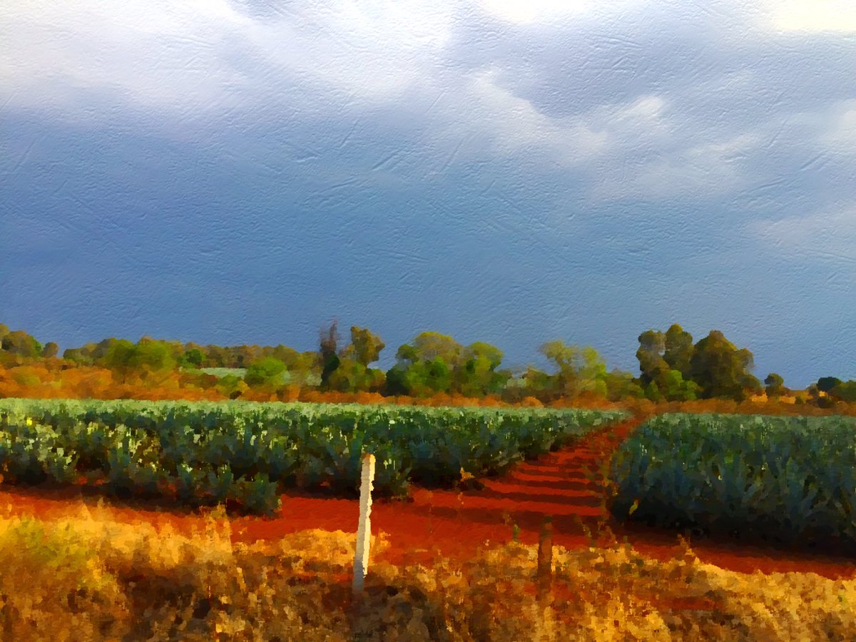 The agave fields where Tequila Cabeza is made...