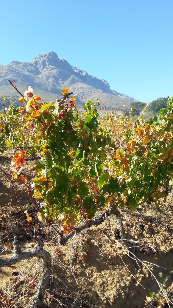 thewineproffie's tweet photo. Looking at vineyards for a leaf roll virus project https://t.co/c7N6aeiQgY