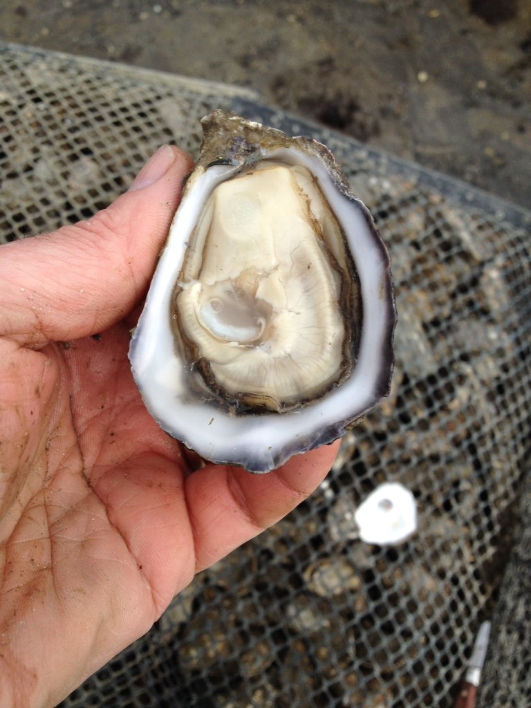 Kelly Oysters tweet media