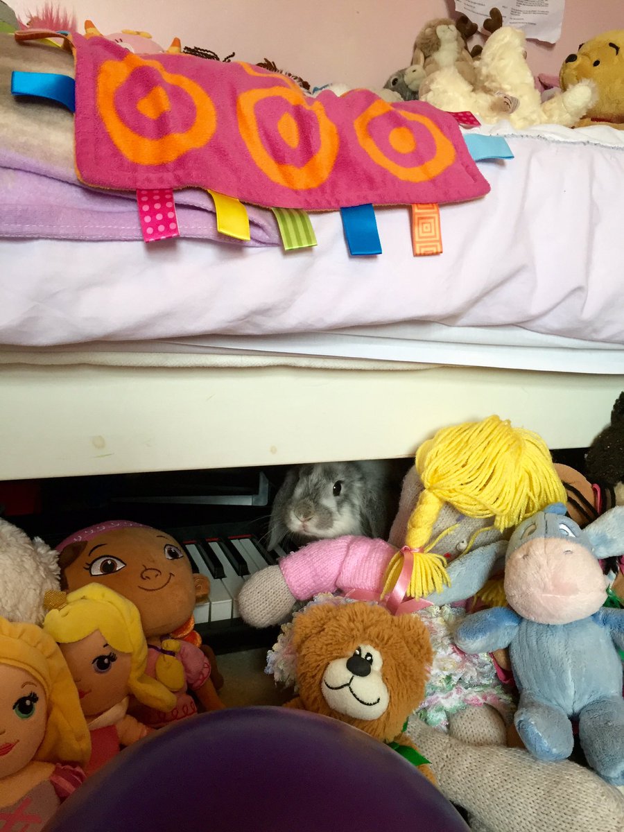 BeckyAnneMartin's tweet photo. Why do we buy pets our children want?! #lostrabbithour #diguised! https://t.co/dJChwJGKMf