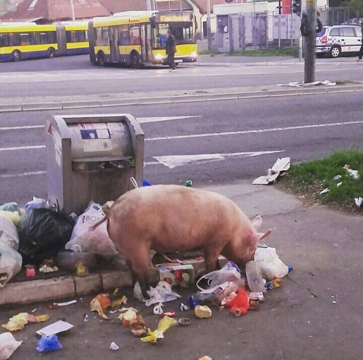 CgEq-pfWQAAP5DW.jpg:large