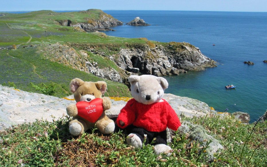 #Travelling #Bears at #SalteeIsland in #County #Wexford, #Ireland, some years ago. Great place for bird watching!