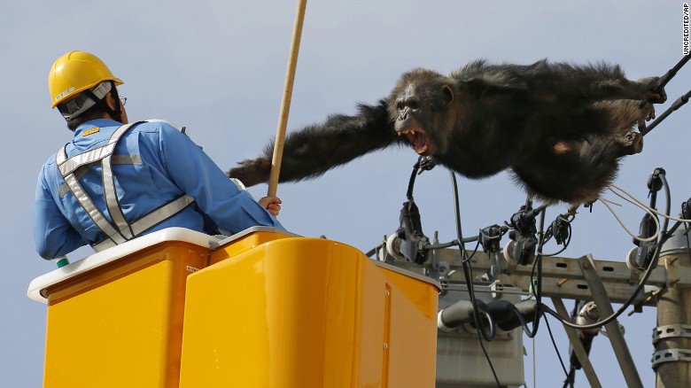 cnni's tweet photo. ChaCha the chimp briefly escaped from a zoo in Japan, leading pursuers on a wild chase https://t.co/9isL3eMhon https://t.co/bYEqQbiNTo