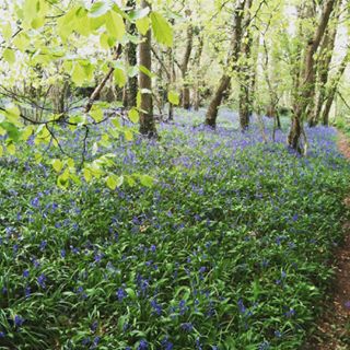 It is #Spring again! Our gully turns completely purple. #englishbluebells #green #blue #flowers #beautiful #nature