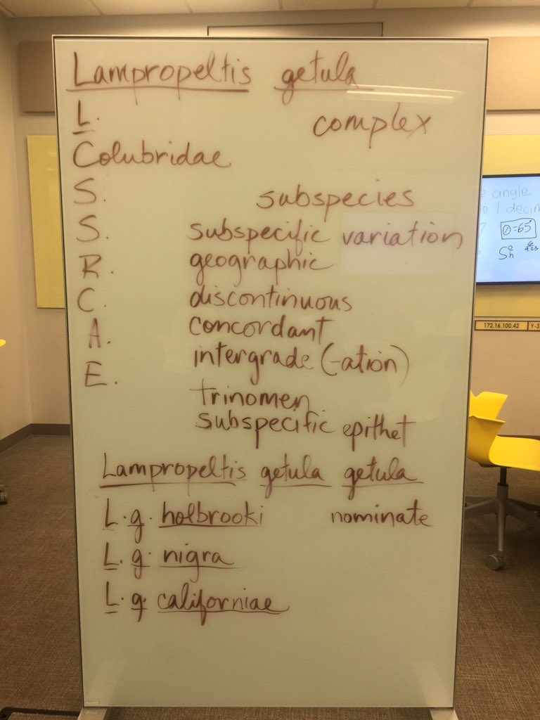 OrgOfTheDay's tweet image. #speciescomplex #kingsnakes