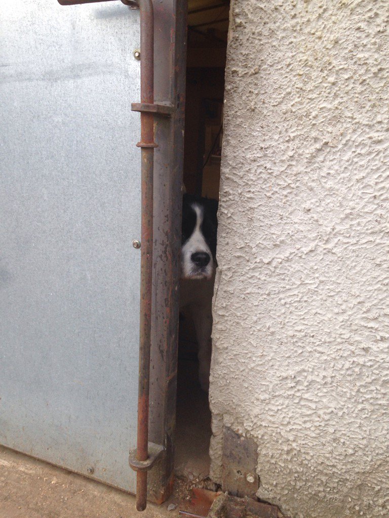 DFTimber's tweet photo. Louie peaking through #nosey #spaniel https://t.co/g7sxAbxXxz