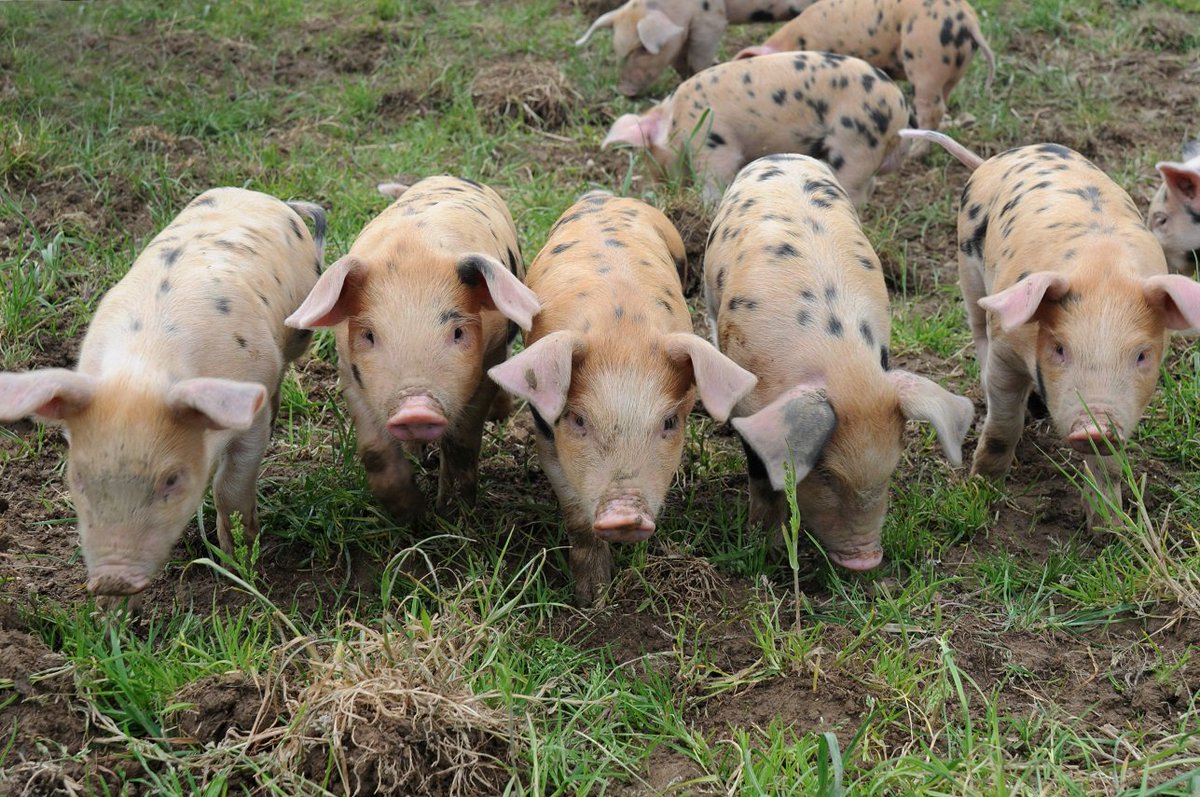 bucksfreepress's tweet photo. #Bucks attraction @OddsFarmPark named in UK top 20
https://t.co/wYb6rgwsBE https://t.co/CWMCwyKx8d
