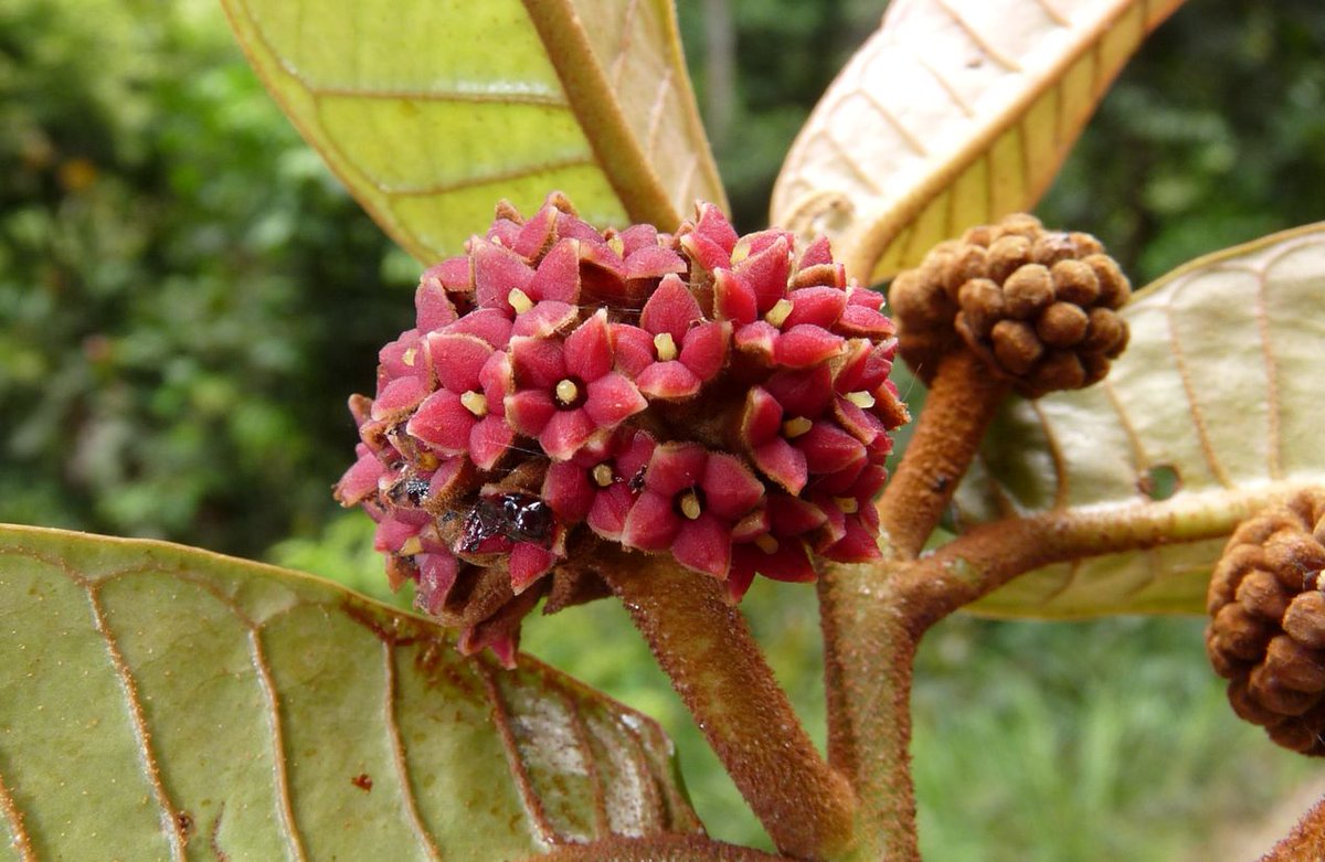 hsauquet_bgsyd's tweet photo. #discoverplants of the week: Scyphocephalium mannii (Myristicaceae), Moukalaba-Doudou NP, Gabon #magnoliids https://t.co/DnjMg4U6bo