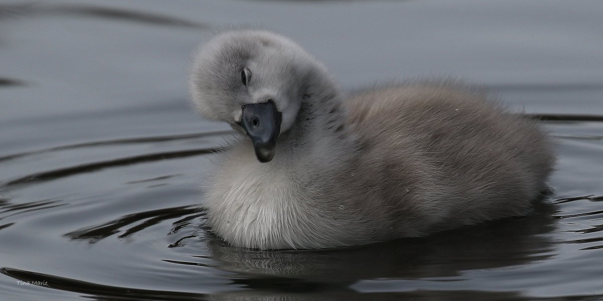 ItsMeTinaD's tweet photo. Sweet Dreamer on the Wapping Canal - London https://t.co/6eBxKQ8U1f