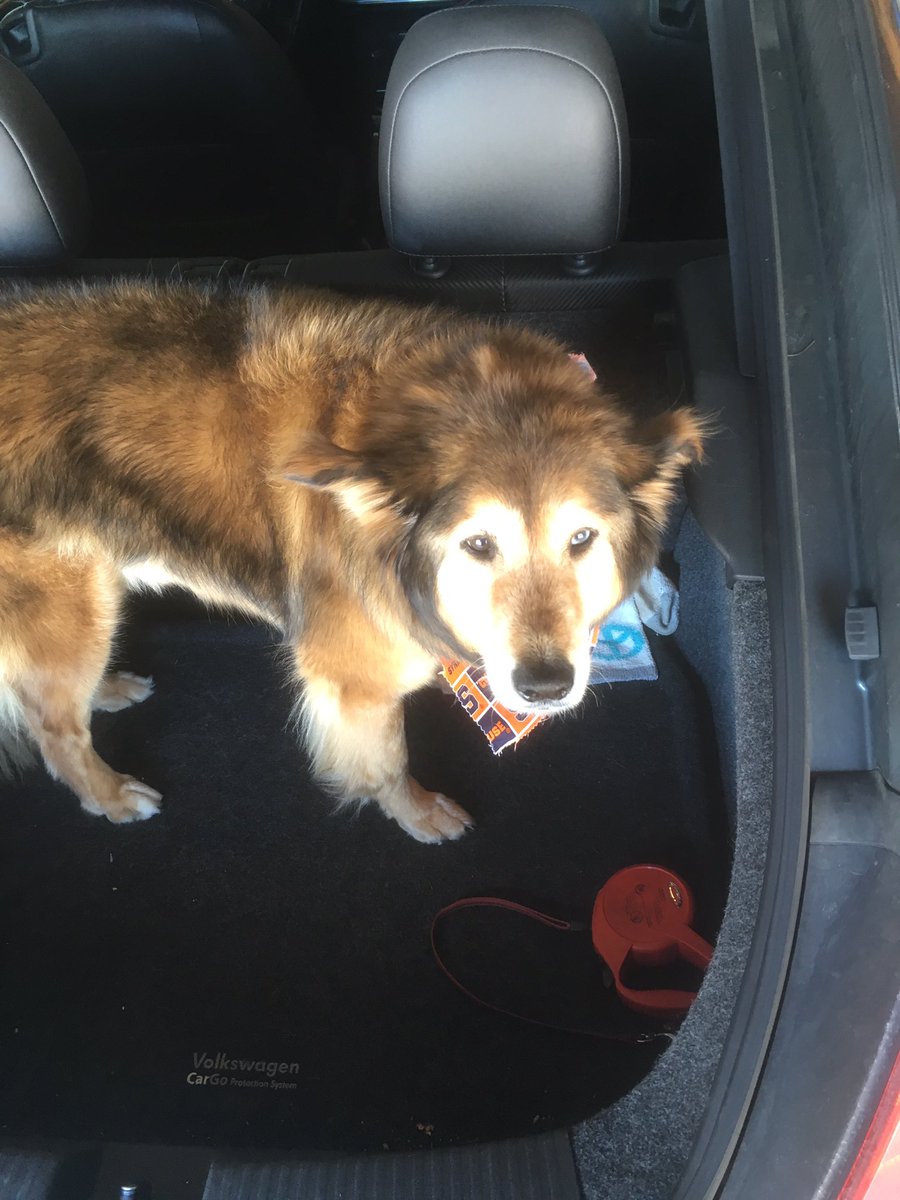 LunaHatshepsut's tweet photo. @GameStop Here he is Gryphon. #NintendoSweepstakes #PowerToThePets https://t.co/xabSvhHhst
