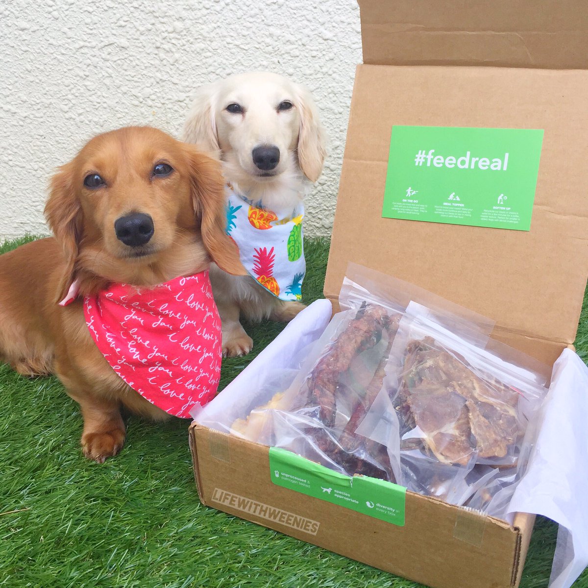 lifewithweenies's tweet photo. We just got our first @feedreal box and it definitely is approved by us both! Check them out! #FeedReal https://t.co/oI239ntFKP