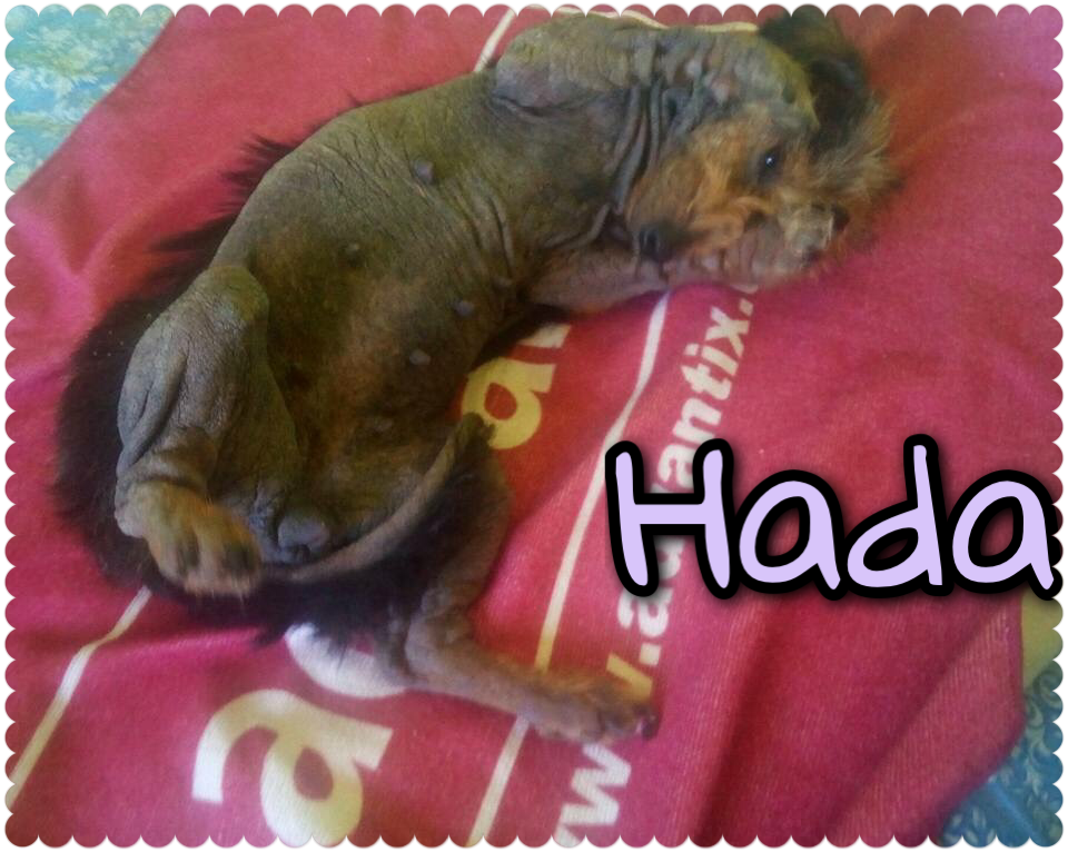LosBotonesDeUma's tweet photo. Nuestra #HADA mejora poco a poco,los baños diarios van surtiendo efecto,ahora solo le queda ser feliz #losbotones https://t.co/0B3i9y9ecJ