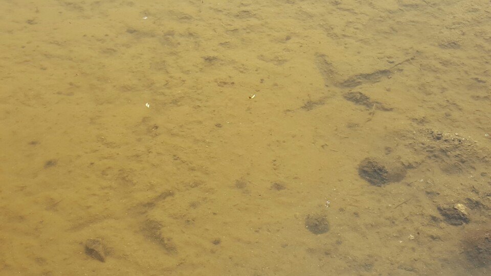 논두렁, 밭두렁
광교호수공원에 논과 밭이 생겼어요
논자리 진 흙에 찍힌 왜가리의 발자국, 바쁘게 움직이는 소금쟁이들  
5월 14일 모내기를 시작으로 수원청개구리 논의 다양한 생명들이 어우러지길 바래봅니다.