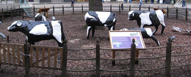 Tune into Anglia news at 6pm tonight to hear director Bill talking about the cows coming home to MK Museum