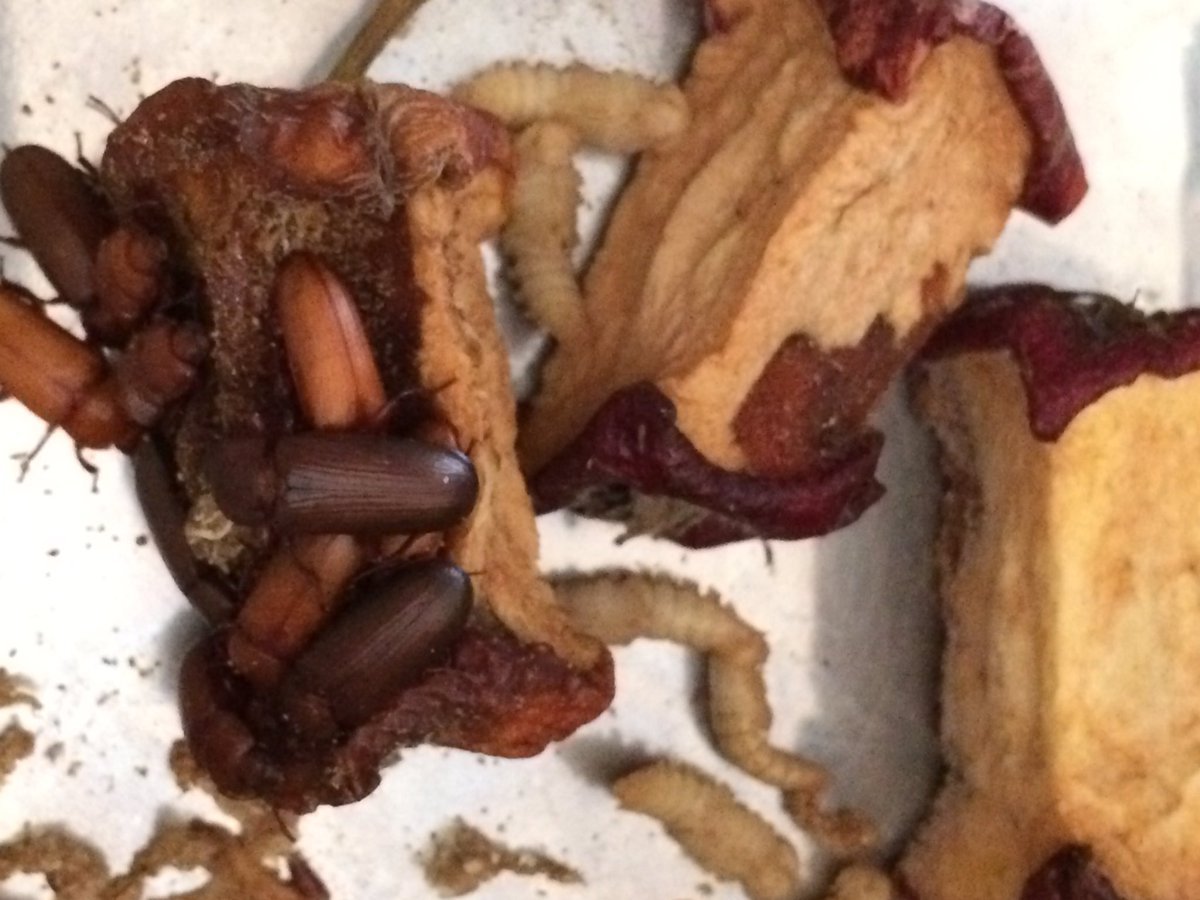 TheEdibleInsect's tweet image. Darkling beetles love apple! Seems like they prefer fresh to dehydrated but it goes to mush pretty quickly.