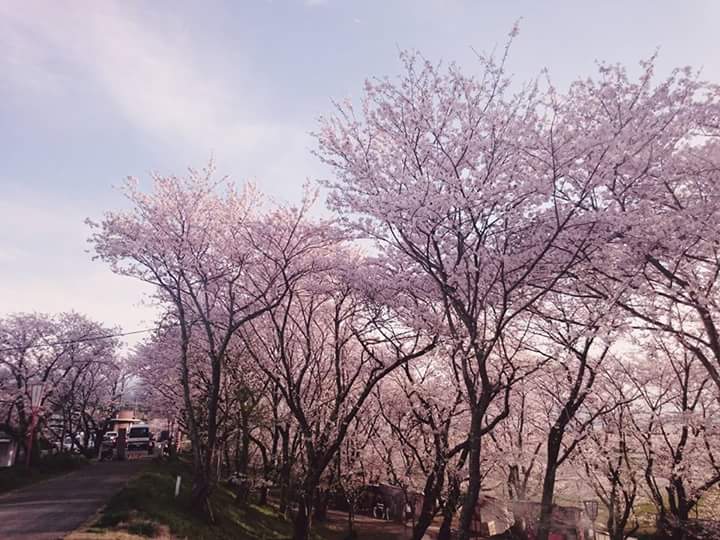 _ame_photo's tweet photo. いつかあなたの隣で桜を見たいな

#ファインダー越しの私の世界 
#写真好きな人と繋がりたい 
#桜 #春 #AMEphoto 

ふぁぼりつしてくれた方で、気になる方フォローさせていただきます☺︎︎ https://t.co/fwxAmm1kvO