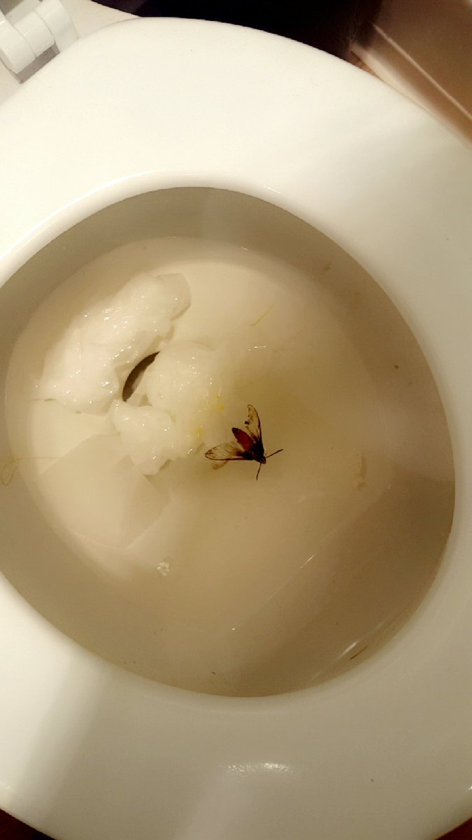 nikkitschmidt32's tweet photo. Reasons to not live alone #126:
In the past week a moth the size of my face flew in my apartment and now a bird https://t.co/CCe8BZ7RkA