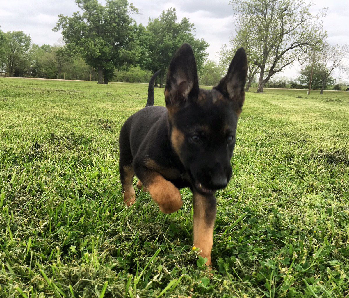 Trikos International on Twitter "Future Warrior! Kicking off Friday