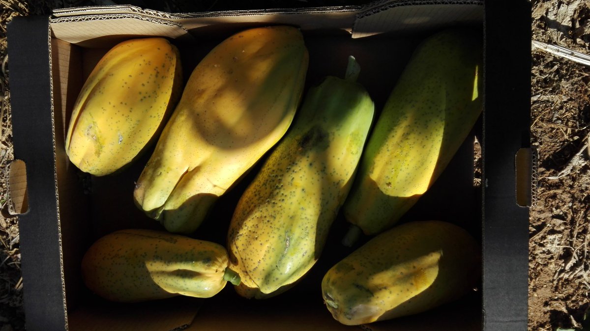 newmindfulness1's tweet photo. Bio papaya https://t.co/Zi8H9jOYMr