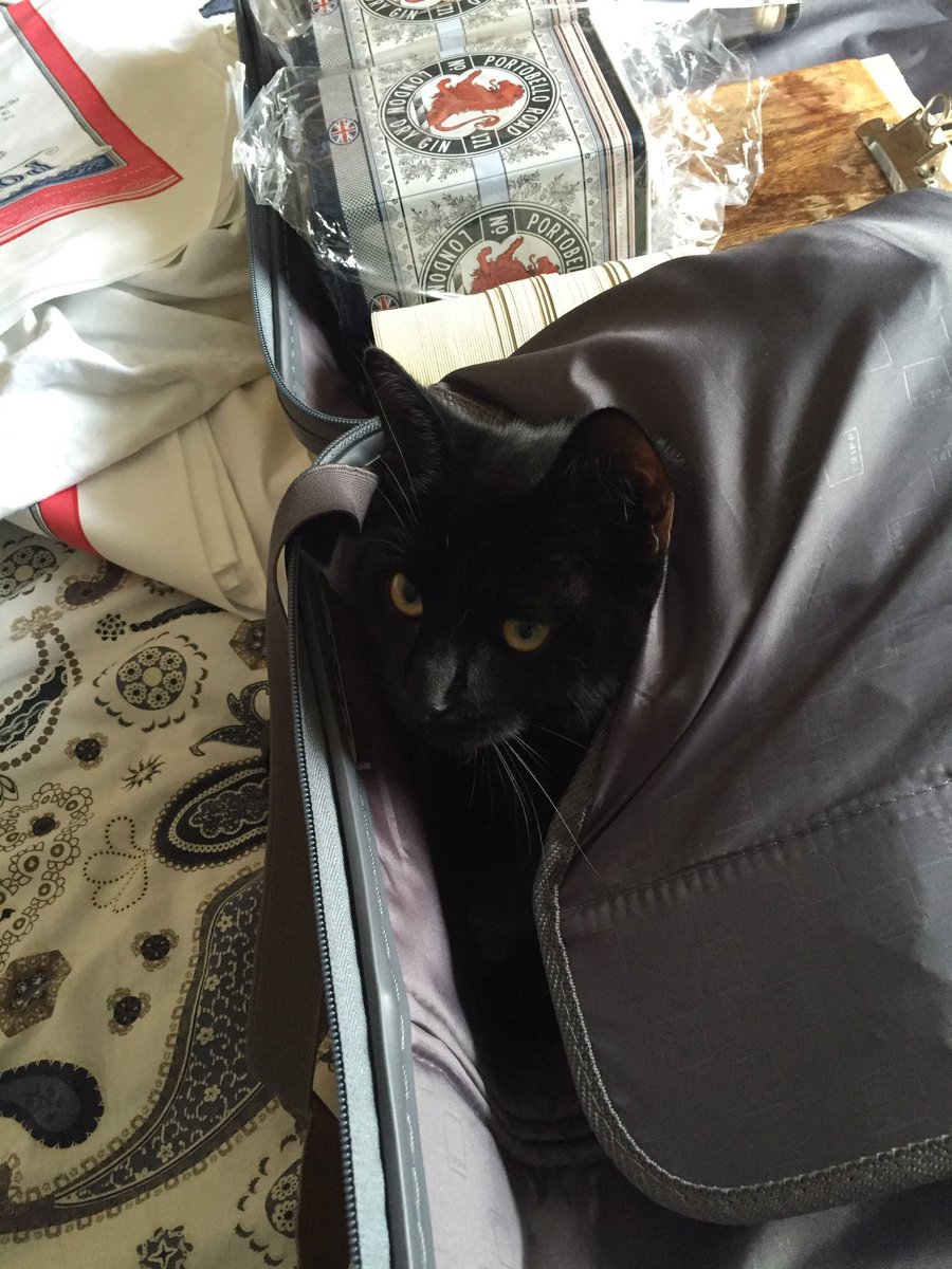 Portobello_Gin's tweet photo. Brand Director @TCGinInstructor is packing to go to Vegas with @GedFeltham & look who wants to tag along... #gincat https://t.co/Oi90cyDYNE