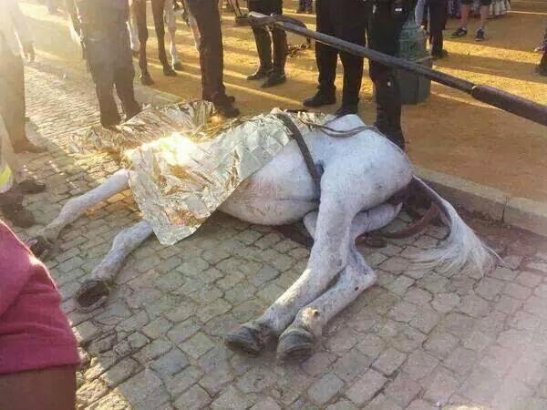 ecorepublicano's tweet photo. La otra cara de la feria de Sevilla, caballos muertos de agotamiento
https://t.co/yhRNF2ABFS https://t.co/RNKELrqOpM