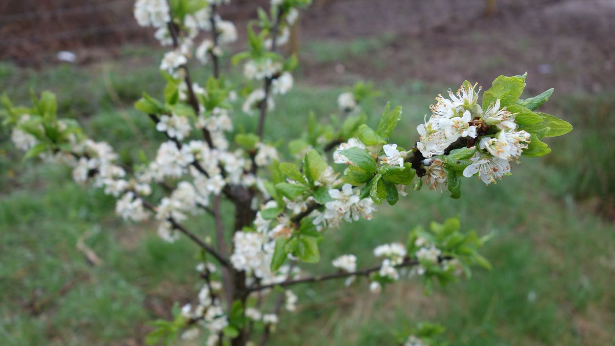 HenllysLNR's tweet photo. We're also delighted too see that our #damsons are certainly not in distress. #ActionForPollinators #jamsforus ππ https://t.co/aRbSk5sv2G