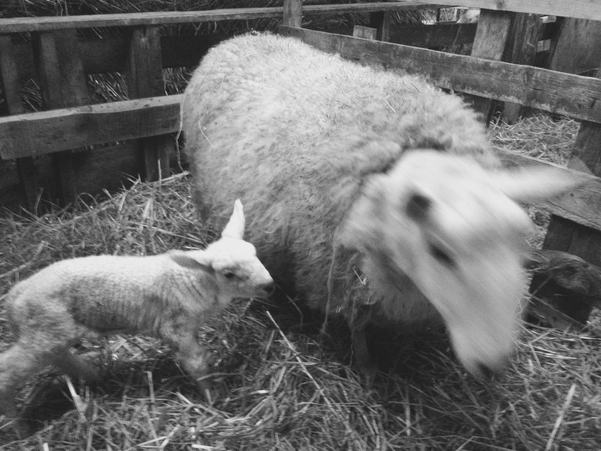 WooliesNS's tweet photo. Happy Friday from Upperbrook Farms newest critter! #upperbrookfarming https://t.co/HPObPTtFK9