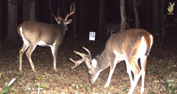 deerassociation's tweet photo. How to Run a Trail-Camera Survey | QDMA - https://t.co/ynYInmcO9l https://t.co/WKDD2sm43q