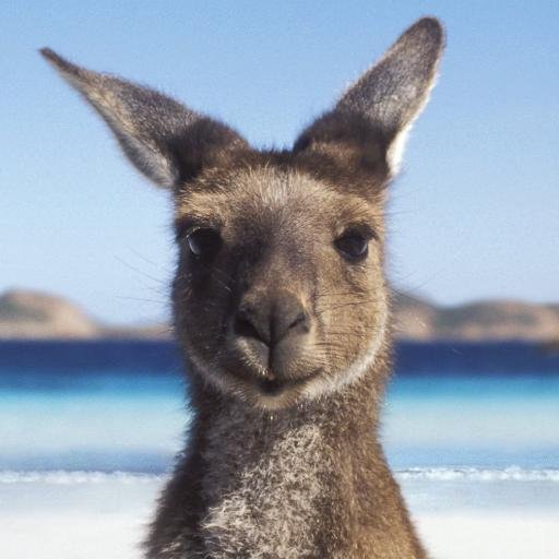 EduCredServices's tweet photo. It's impossible to say "Good Eye Might" without sounding Australian. #FunFactFriday #BeAnAussie https://t.co/huhjOfZTVS