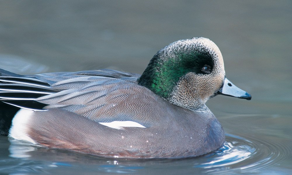 ducanada's tweet image. Answer: FALSE! Wigeons are called "robbers" b/c they snag food other ducks bring to the surface #SpringMigrationWeek