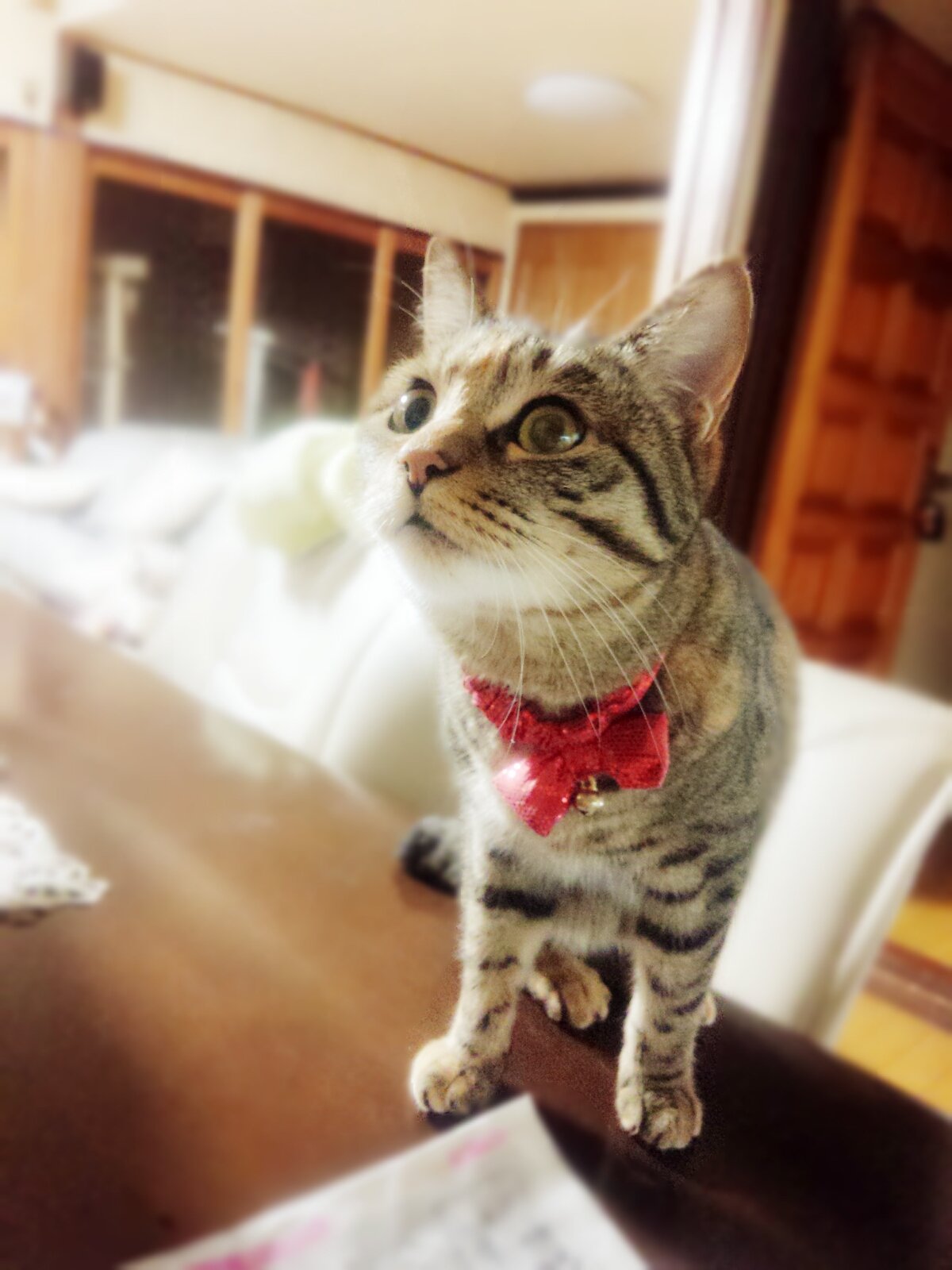 はるか もちこちゃんが 猫の時計に興味深々 この時計 しっぽが動くよ 笑 もちこちゃん 猫の時計 T Co U0i5fyrrsl Twitter