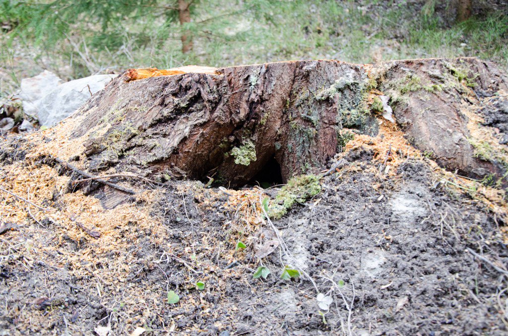 ga66e's tweet image. Lägersta natur nereruo.wordpress.com/2016/04/15/lag…