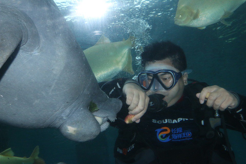 RockNEnergy's tweet photo. Explore new worlds with Rock N Roll Energy Drinks #manatee #diving #scuba #snorkeling #florida #fit https://t.co/4cMQBI5X24