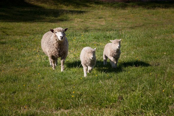 colonialwmsburg's tweet photo. After 5 days of #CWsheepweek & hundreds of entries, the lamb-naming contest results are in! https://t.co/QEHMxmpMjB https://t.co/gWVEs2zLC4