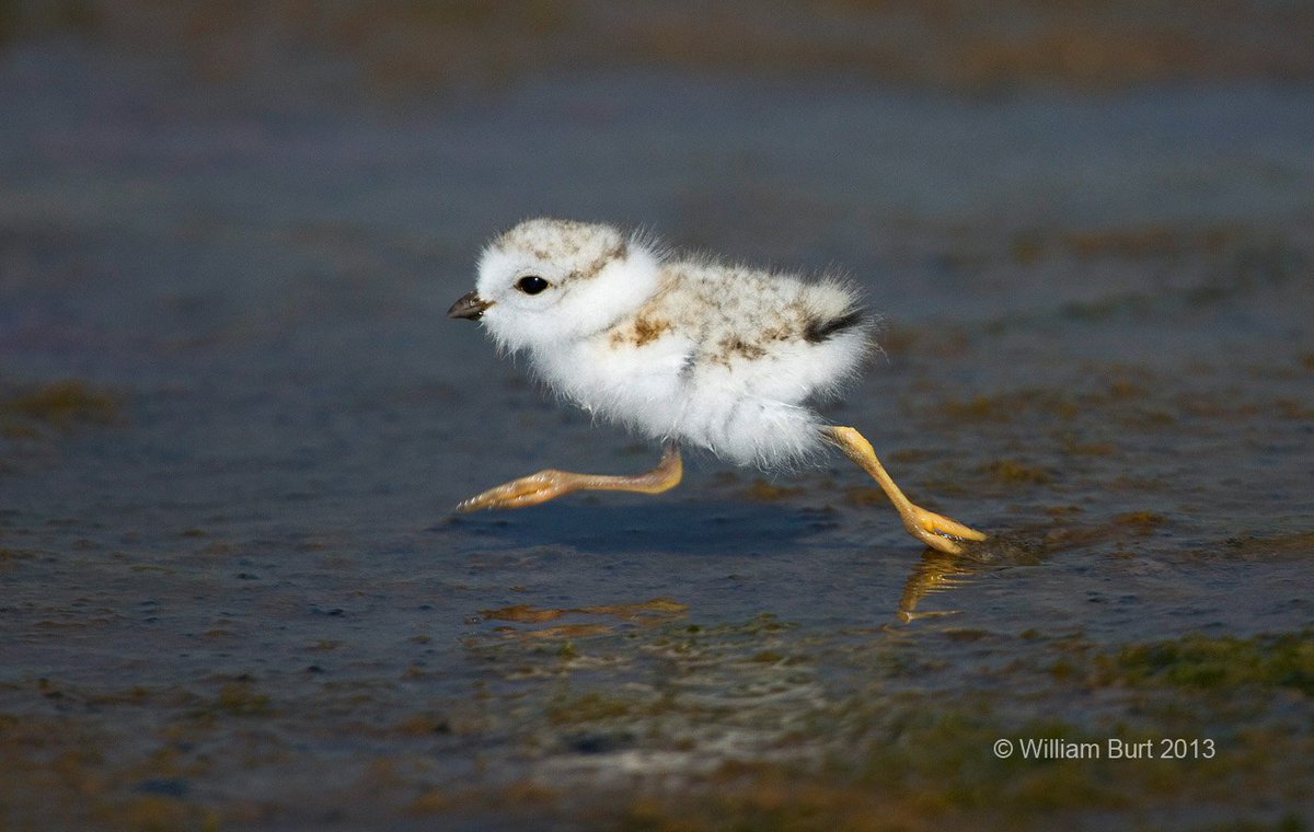 ducanada's tweet image. Get a #FridayFeeling of #cuteness overload w/Baby Wetland Birds bit.ly/1Vic0ej #SpringMigrationWeek #plover