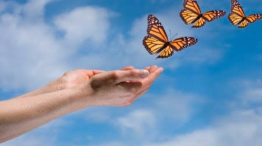 Liberación de mariposas. Sábado 30 de abril. 5:00 pm en Reino Mágico #Veracruz ¡Asiste con tu familia!