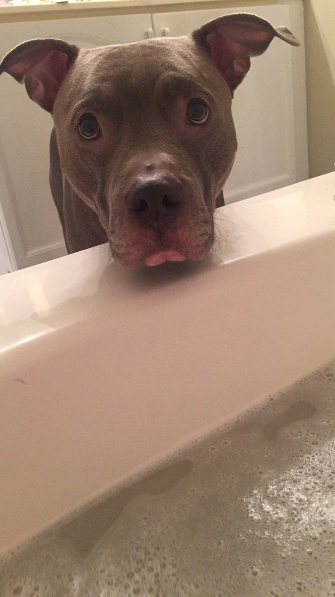 nagem_'s tweet photo. @Pitbullsofinsta what is private time &amp; where can I get some?... (Insta: @nagem_) https://t.co/LOmVh7FXFP