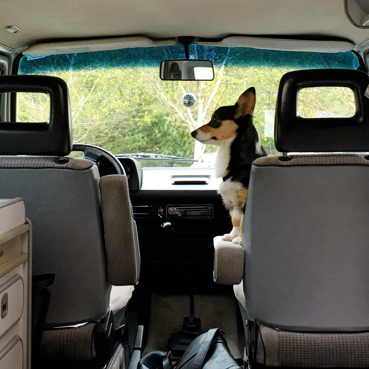 leahgregg's tweet photo. This corgi is ready to roll! #CIMC2016 #misocorgi https://t.co/aFgla64PkD