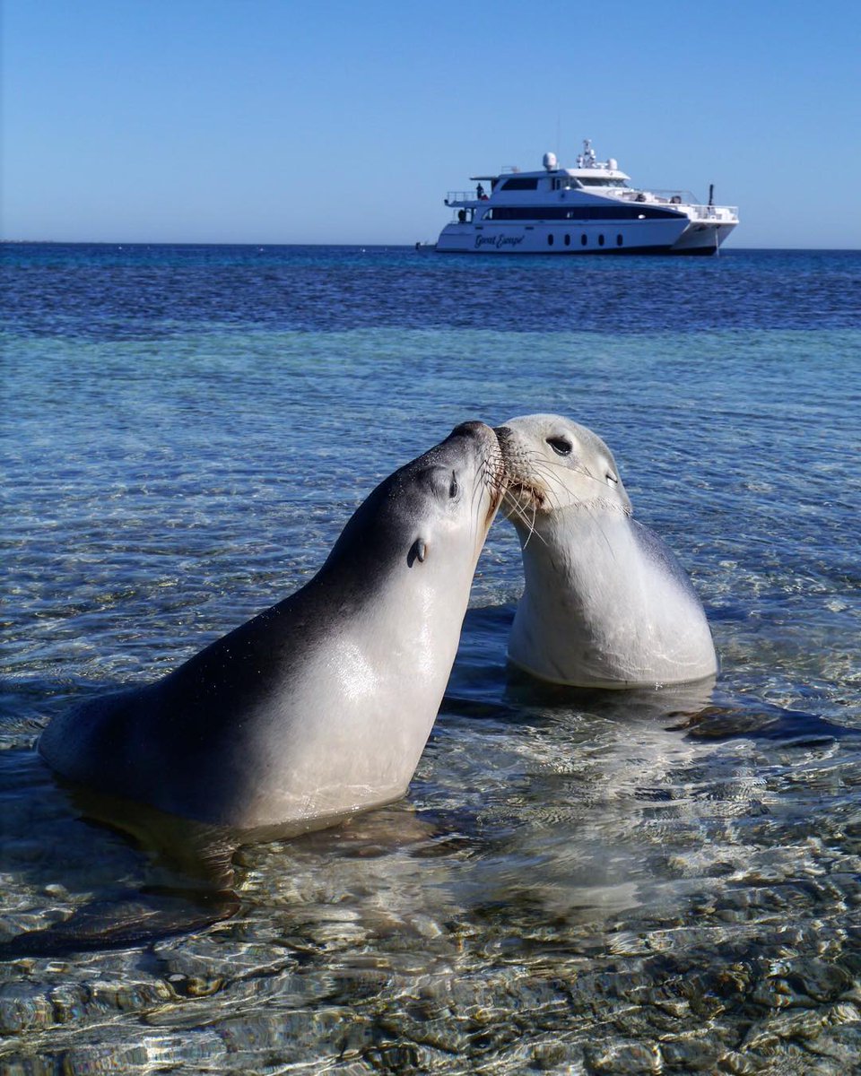 WestAustralia's tweet photo. These seals sure are feeling the love at the Abrolhos Islands @thecoralcoast! Pic: jessicazoiti (IG) #thisisWA https://t.co/zQzXPtM6s0