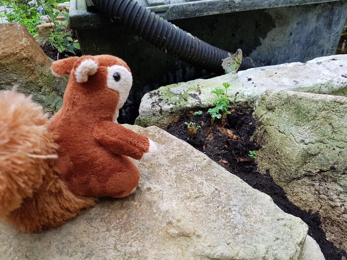 StanOnTour's tweet photo. Made some friends today at Butterfly World! #StanOnTour #IsleofWight https://t.co/EbBGdJFKxk