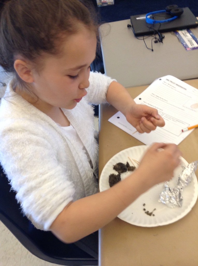 @FOSSscience  #owlpellets #cddolphins