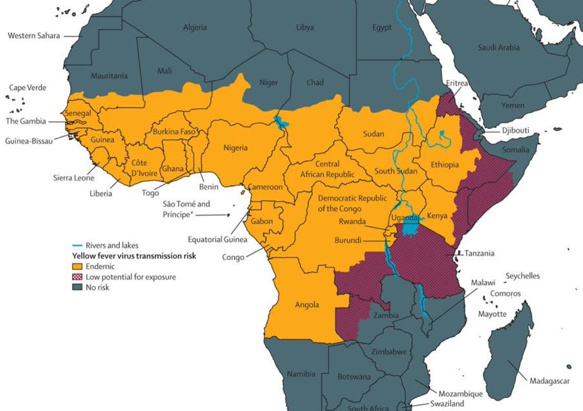 voxdotcom's tweet photo. While everyone was focused on Zika, yellow fever quietly became a global threat https://t.co/XXtk3nv3H0 https://t.co/MWn6JJ3wgV