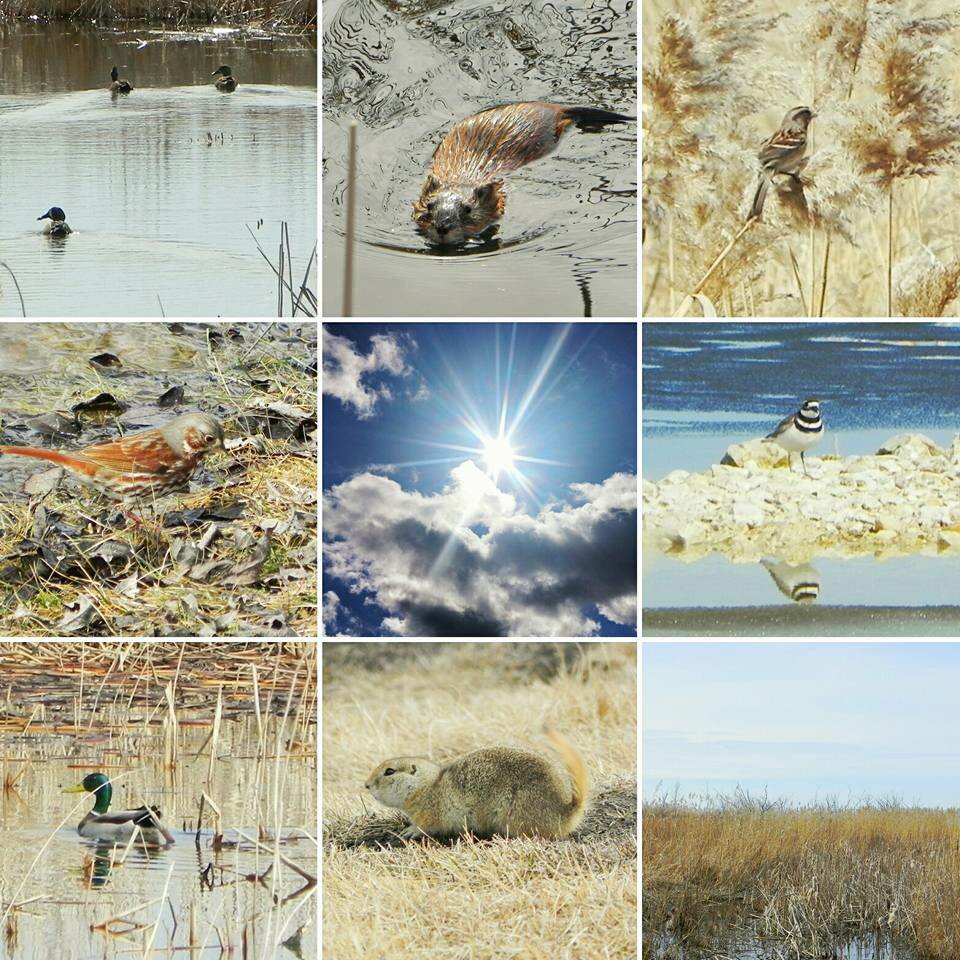 OakHammockMarsh's tweet image. Signs of spring at the marsh #springmigrationweek #wildlifeweek